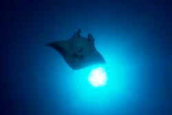 Horizon III Liveaboard - Maldives. Manta Ray.